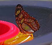 Picture/image of Desert Botanical Garden