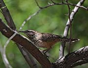 Picture/image of Cactus Wren