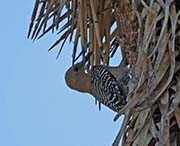 Picture/image of Gila Woodpecker