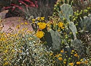 Picture/image of Desert Botanical Garden