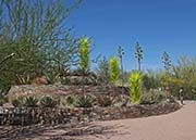 Picture/image of Desert Botanical Garden
