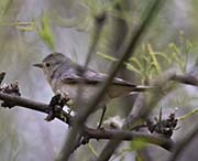 Picture/image of Verdin