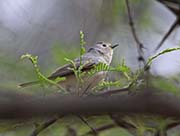 Picture/image of Verdin