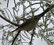 Picture/image of Verdin