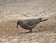 Picture/image of White-winged Dove
