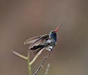 Picture/image of Broad-billed Hummingbird