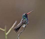 Picture/image of Broad-billed Hummingbird