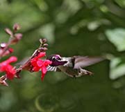 Picture/image of Costa's Hummingbird