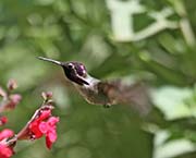 Picture/image of Costa's Hummingbird