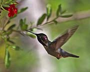 Picture/image of Costa's Hummingbird