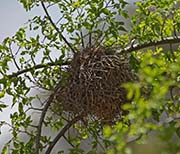 Picture/image of Pyrrhuloxia