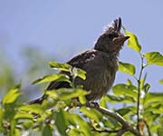 Picture/image of Pyrrhuloxia