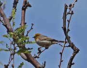 Picture/image of Verdin