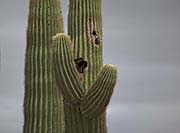 Picture/image of Boyce Thompson Arboretum