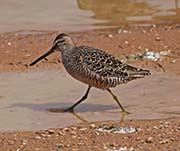 Picture/image of Long-billed Dowitcher