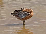 Picture/image of Long-billed Dowitcher