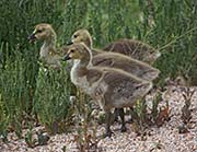 Picture/image of Canada Goose