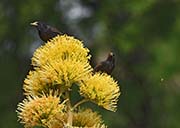 Picture/image of European Starling