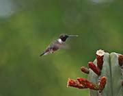 Picture/image of Black-chinned Hummingbird