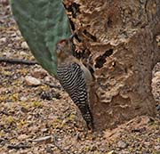 Picture/image of Gila Woodpecker