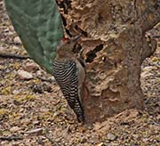 Picture/image of Gila Woodpecker