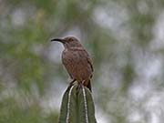 Picture/image of Curve-billed Thrasher