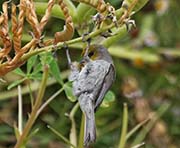 Picture/image of Verdin