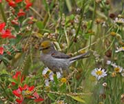 Picture/image of Verdin
