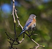 Picture/image of Western Bluebird
