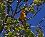 Picture/image of Bullock's Oriole