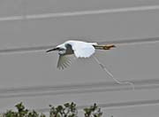 Picture/image of Snowy Egret