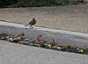 Picture/image of Cedar Waxwing