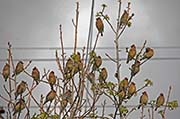 Picture/image of Cedar Waxwing