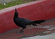 Picture/image of Boat-tailed Grackle