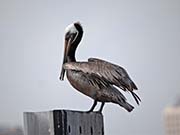 Picture/image of Brown Pelican