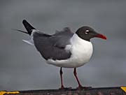 Picture/image of Laughing Gull