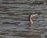 Picture/image of Neotropic Cormorant