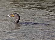 Picture/image of Neotropic Cormorant