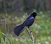 Picture/image of Boat-tailed Grackle