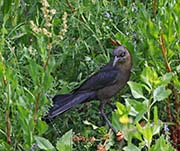 Picture/image of Boat-tailed Grackle