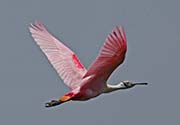Picture/image of Roseate Spoonbill