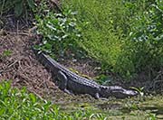 Picture/image of High Island