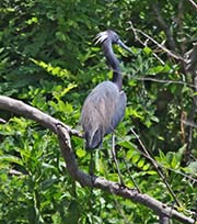 Picture/image of Tricolored Heron