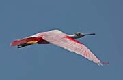 Picture/image of Roseate Spoonbill