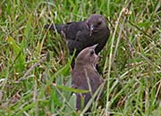 Picture/image of Brewer's Blackbird