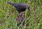 Picture/image of Brewer's Blackbird