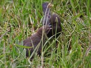 Picture/image of Brewer's Blackbird