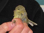 Picture/image of Orange-crowned Warbler