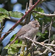 Picture/image of Wrentit