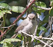 Picture/image of Wrentit